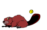 image animée de castor